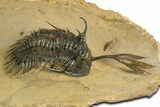 Spiny Trident Walliserops Trilobite - Foum Zguid, Morocco #344457-3